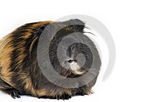 Male guinea pig isolated over white background photo