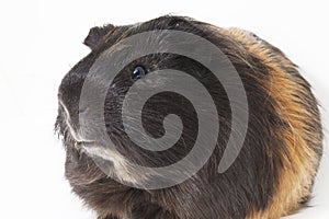 Male guinea pig isolated over white background photo