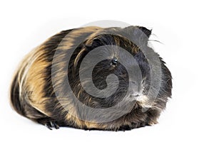 Male guinea pig isolated over white background photo