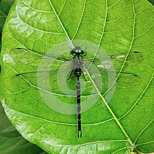 Male Gynacantha basiguttata dragonfly perched on a Ficus septica leaf