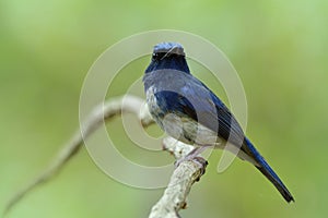 Hainan blue flycatcher Cyornis hainanus showing its sharp chin feathers while perching on white branch in nature with