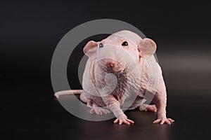 Male hairless rat Dumbo Sphynx breed.