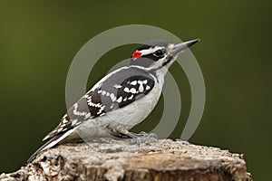 Male Hairy Woodpecker