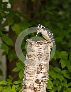 Male Hairy Woodpecker in Alaska