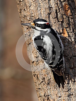 Male Hairy Woodpecker Closeup