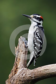 Male Hairy Woodpecker on a dead tree branch