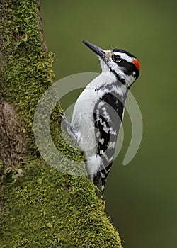 Male Hairy Woodpecker foraging for insects on a mossy tree trunk