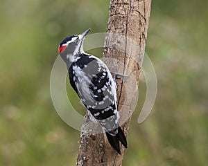 Male hairy woodpecker, Ottawa, Canada