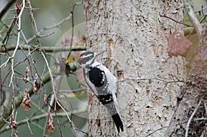 Male Hairy Woodpecker pecking a tree in search of insects to eat