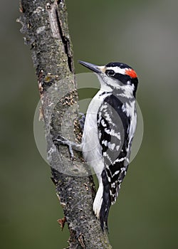 Male Hairy Woodpecker perched on a tree branch - Ontario, Canada