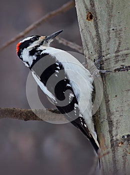 Male Hairy Woodpecker (Picoides villosus)