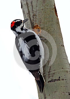 Male Hairy Woodpecker (Picoides villosus)