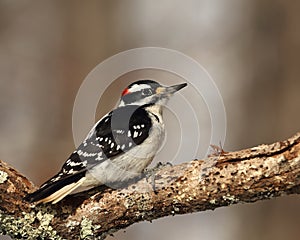 Male Hairy Woodpecker Portrait