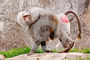 Male Hamadryas Baboon photo