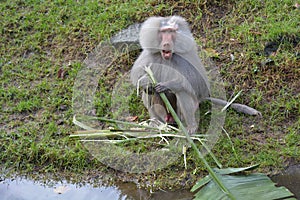 Male Hamadryas baboon eating a banana tree leaf on a river bank