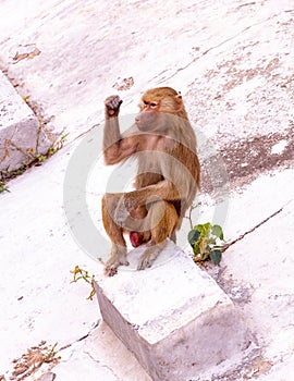 Male Hamadryas baboon Papio hamadryas sitting on a stone. Wild life animal