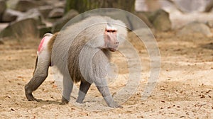 Male hamadryas baboon photo