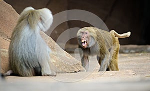 Male hamadryas baboon is walking towards other