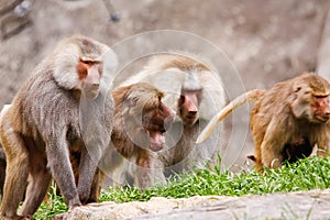 Male Hamadryas Baboons photo