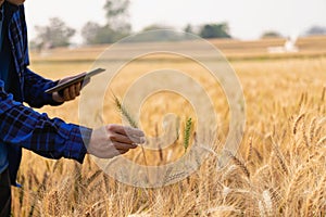 Male hand in barley field, farmer checking crops, agriculture concept Farmer