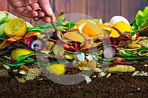 Male hand carefully releasing earthworms lumbricus terrestris on a compost heap