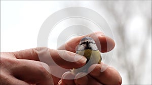 Male hand caressing a wild baby bird