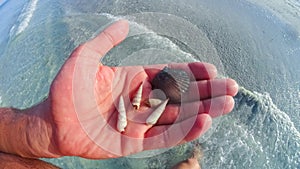 Male hand closeup holding one white seashell sea shell during shelling fun activity on Florida during day at Gulf of