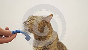 Male hand combing a cat with a special brush.