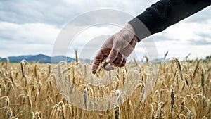 Male hand of a farmer gently touching golden ear of wheat