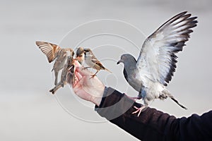 Male hand feeding birds