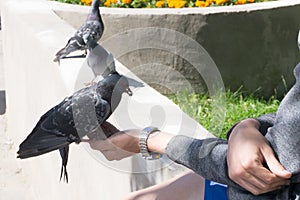 Male hand is feeding sparrows and a dove sits beside .