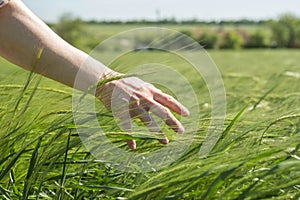 Male hand gently stroking young green ears of rye. Agricultural concept, growing grain harvest, environmentally friendly plants.