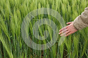 Male hand gently stroking young green ears of rye, winter field, agricultural concept, growing grain harvest, environmentally