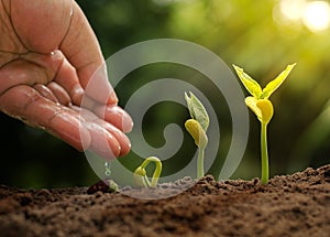 Male hand giving water to germinating seed to sprout of nut photo