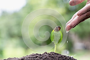 Male hand giving water to young plant and green nature background,  plant and save forest concept, World Environment Day