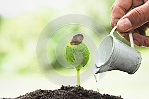 Male hand giving water to young plant and green nature background,  plant and save forest concept, World Environment Day