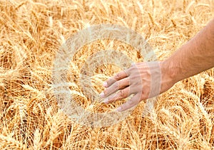 Male hand in gold wheat field