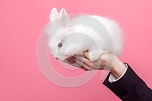 Male hand holding adorable white fluffy rabbit, cute bunny with black eyes, concept of people and pet care, love for domestic