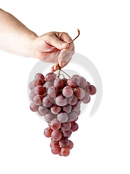 Male hand holding bunch of large red grapes