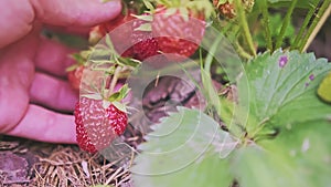 Male hand is holding a bunch of red and green strawberry fruits