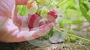 Male hand is holding a bunch of red and green strawberry fruits