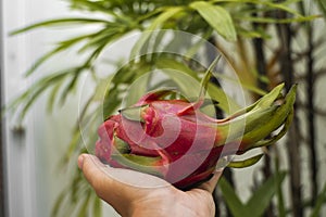 Male hand holding a dragon fruit with a palm tree on a background. Dragon fruit or pitaya. Tropical and exotic fruits