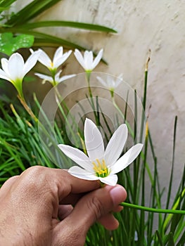 A male hand holding flower in the park