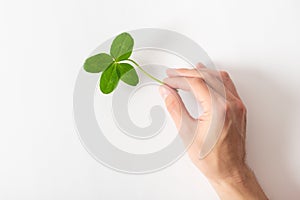 A male hand holding a four leaf clover on white background. Good for luck or St. Patrick`s day. Shamrock, symbol of fortune,