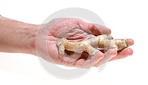 Male hand holding ginger root isolated on white background