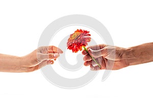 A male hand holding and giving a blossoming zinnia flower to a woman isolated on white background. A flower as a gift and symbol