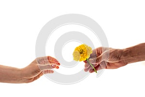 A male hand holding and giving a blossoming zinnia flower to a woman isolated on white background. A flower as a gift and symbol