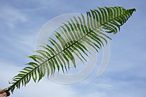male hand holding Green fern leaf on a background of blue sky and clouds