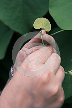 male hand holding heart shaped green leaf of Sinomenium acutum