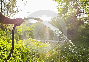 Male hand holding hose with pouring water in a beautiful green garden at sunset